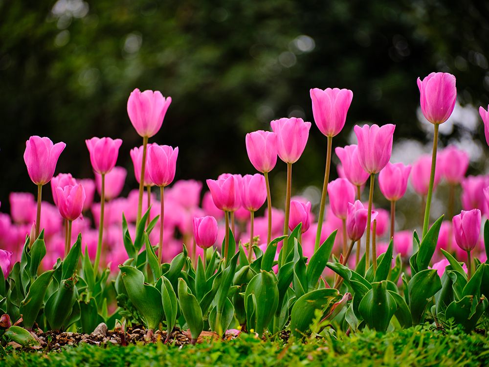 Pink Tulips art print by Engin Akyurt for $57.95 CAD