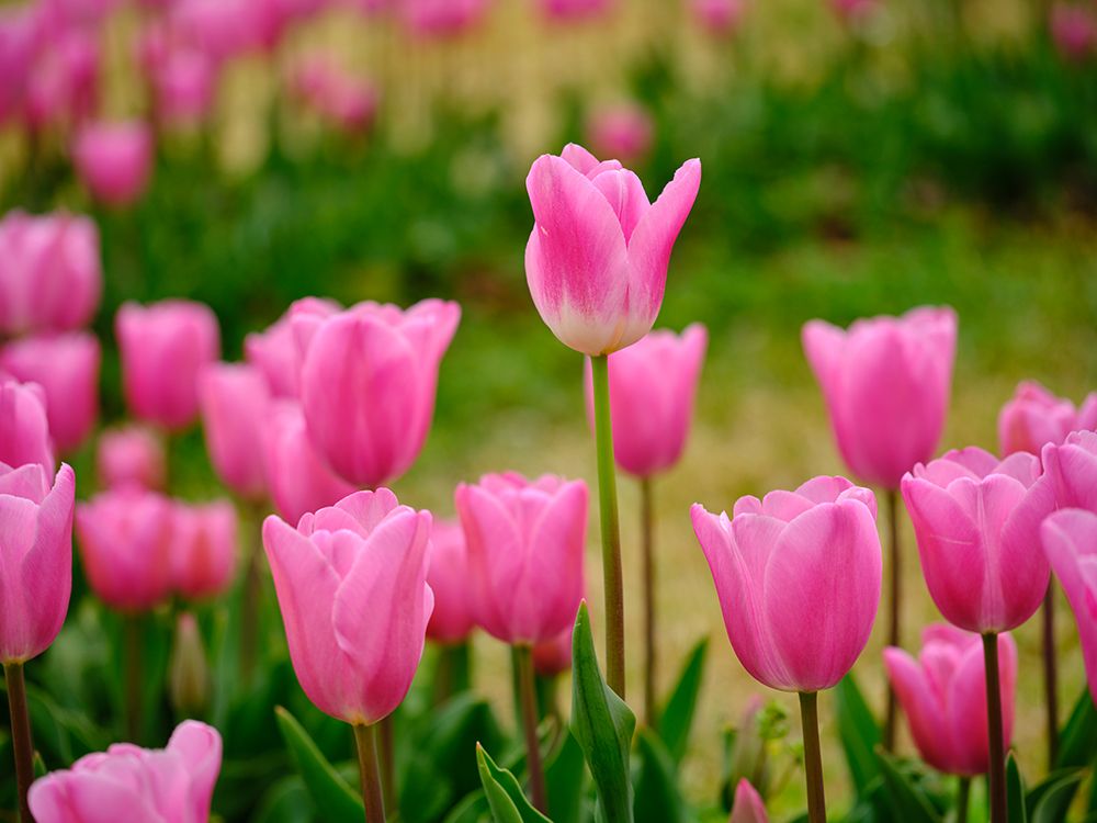 Pink Tulips art print by Engin Akyurt for $57.95 CAD