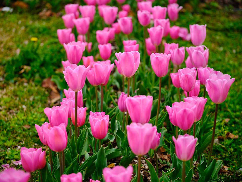 Pink Tulips art print by Engin Akyurt for $57.95 CAD