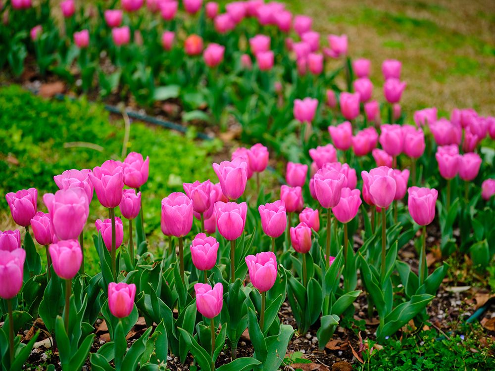 Pink Tulips art print by Engin Akyurt for $57.95 CAD