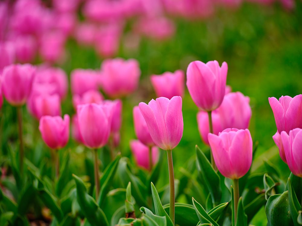 Pink Tulips art print by Engin Akyurt for $57.95 CAD