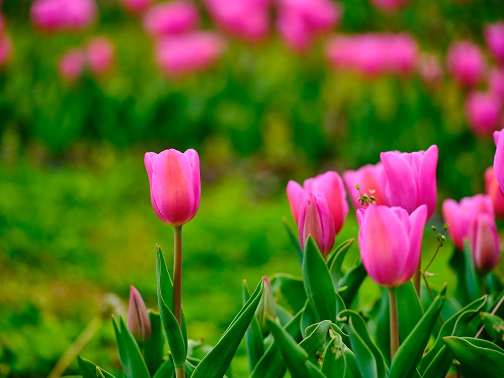 Pink Tulips art print by Engin Akyurt for $57.95 CAD