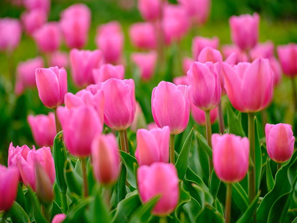 Pink Tulips art print by Engin Akyurt for $57.95 CAD