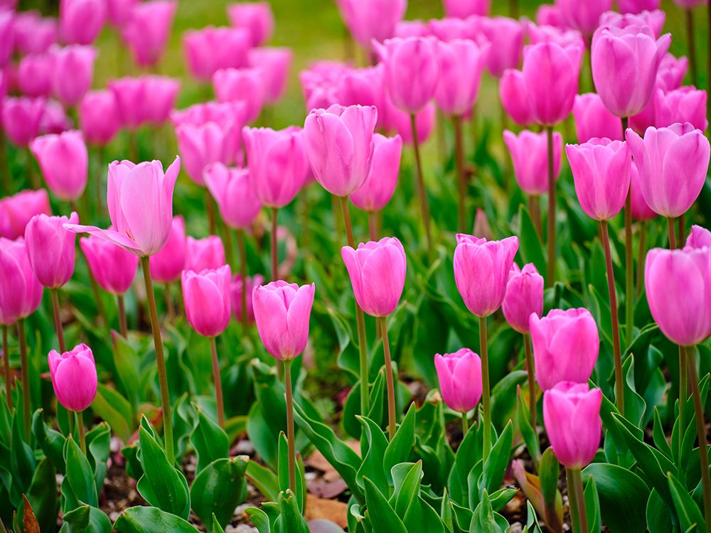 Pink Tulips art print by Engin Akyurt for $57.95 CAD