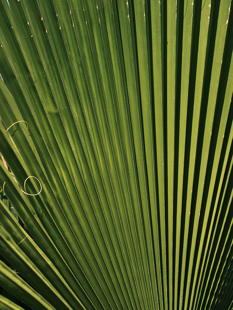 Palm Leaf art print by Engin Akyurt for $57.95 CAD
