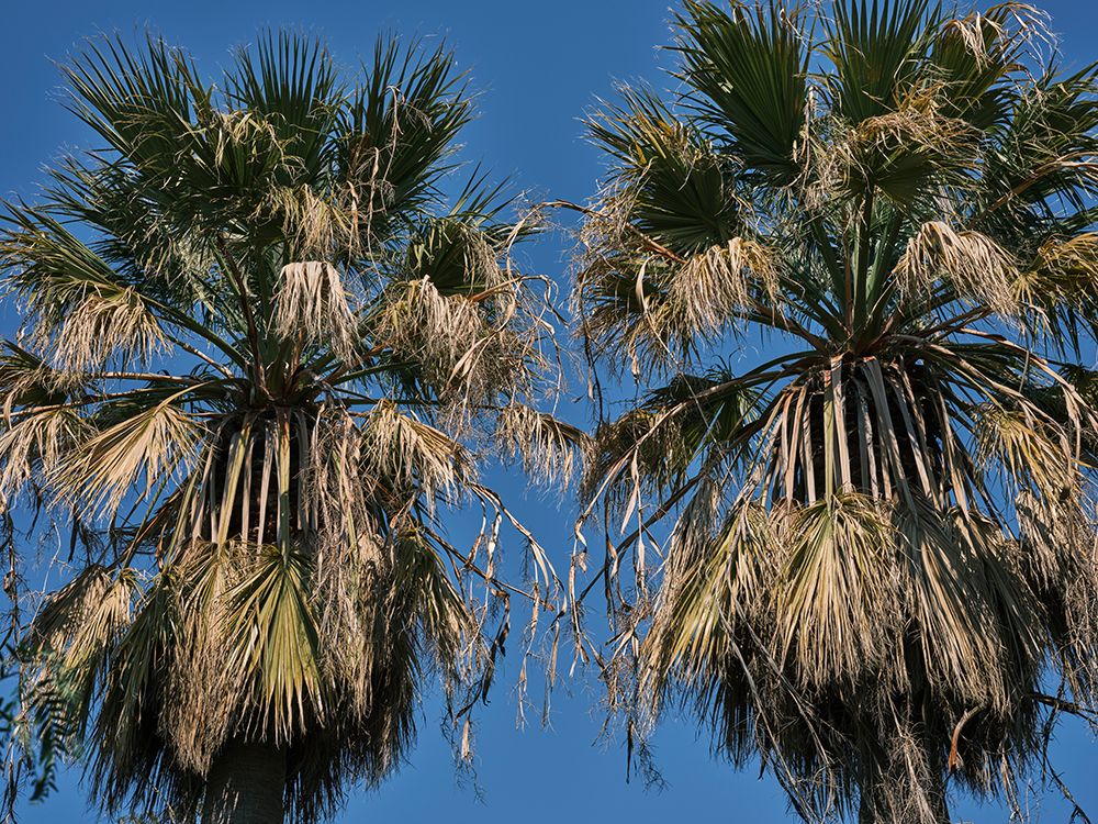 Palm Trees art print by Engin Akyurt for $57.95 CAD