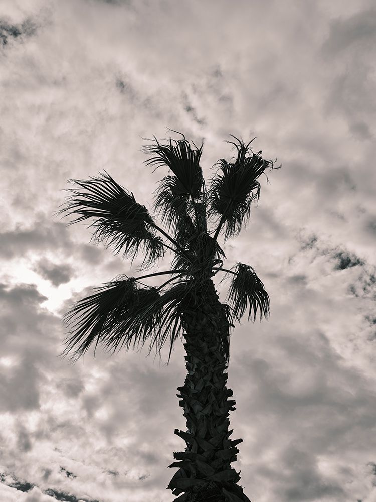 Palm Tree And Cloudy Sky art print by Engin Akyurt for $57.95 CAD