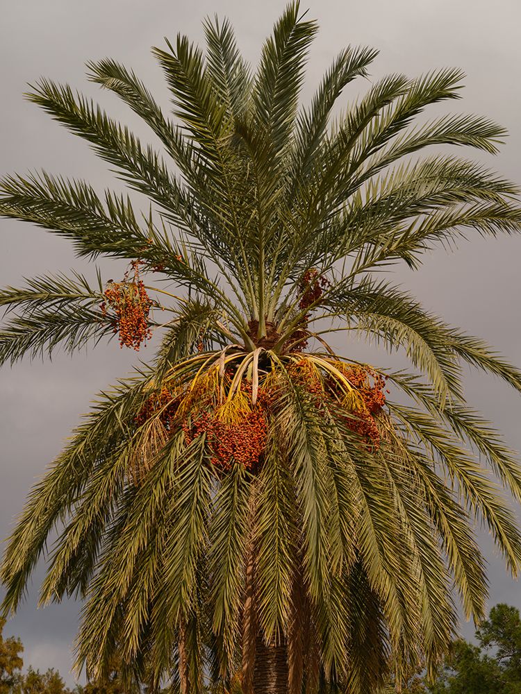 Palm Trees art print by Engin Akyurt for $57.95 CAD