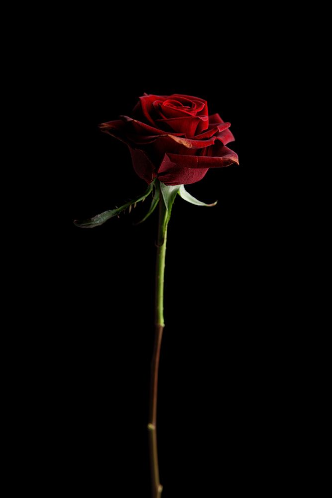 Red Rose art print by Engin Akyurt for $57.95 CAD