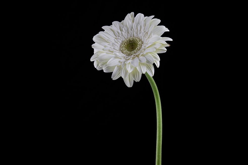 Beautiful Flower In Front Of Black Background art print by Engin Akyurt for $57.95 CAD