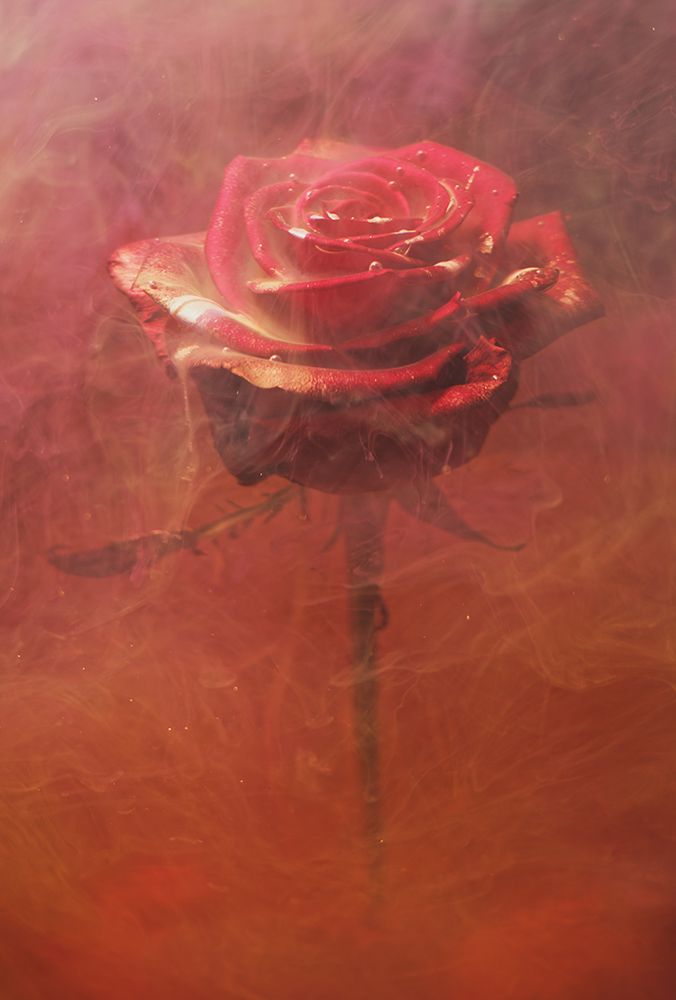 Red Rose And Ink In Water art print by Engin Akyurt for $57.95 CAD