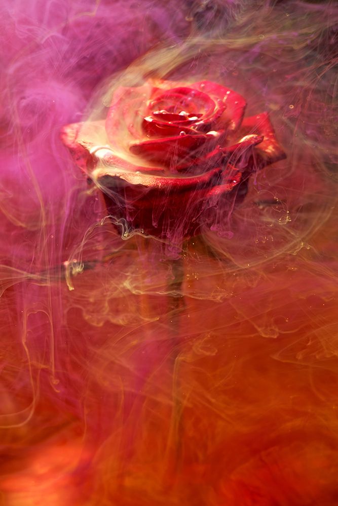 Red Rose And Ink In Water art print by Engin Akyurt for $57.95 CAD