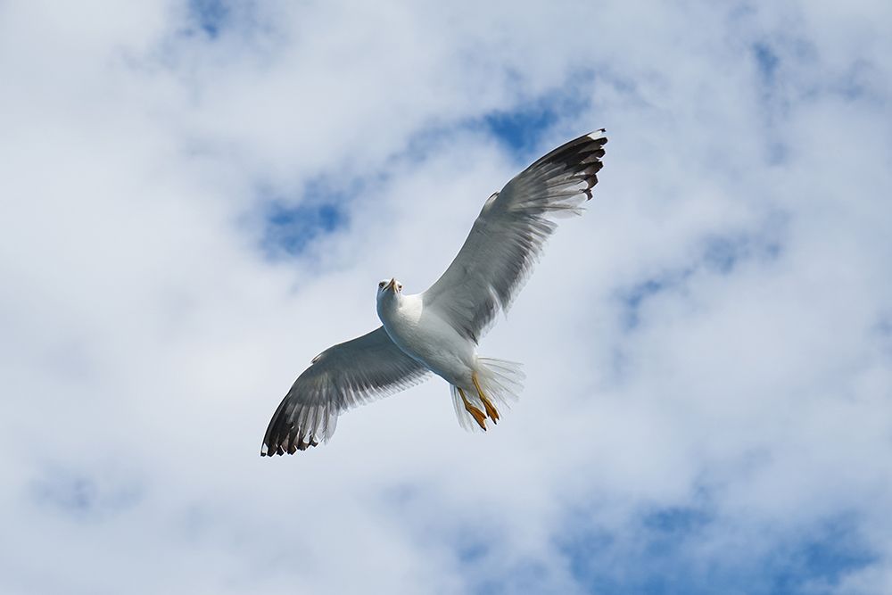 Flying Seagull art print by Engin Akyurt for $57.95 CAD