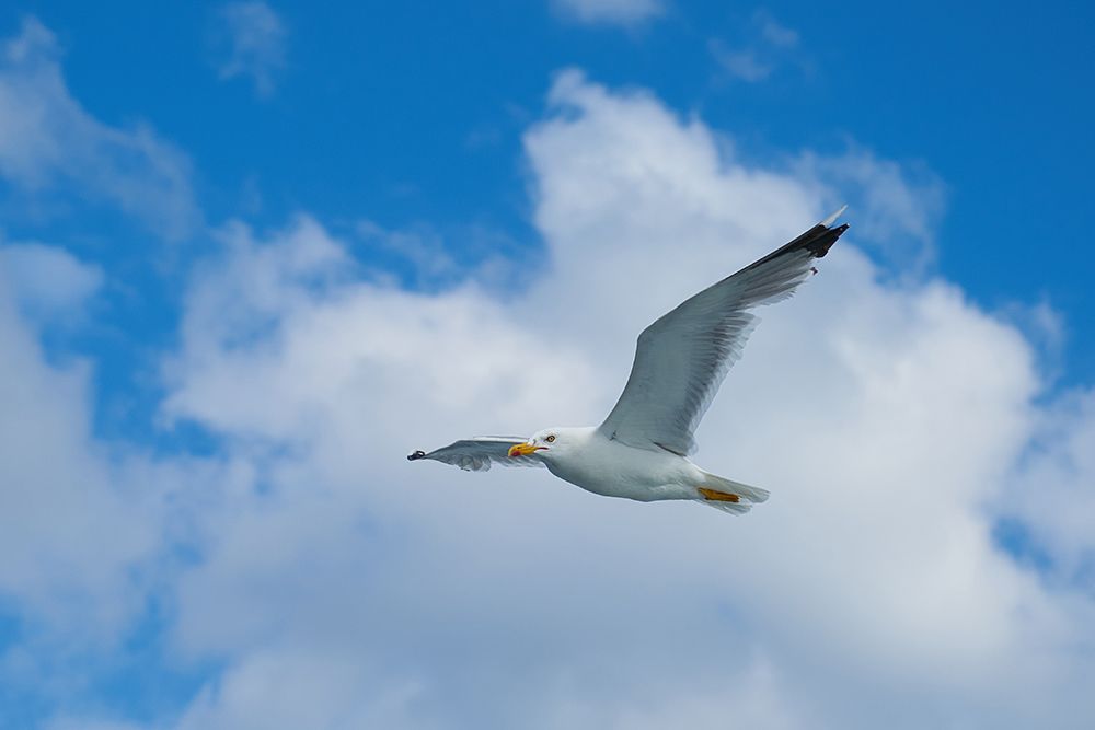 Flying Seagull art print by Engin Akyurt for $57.95 CAD