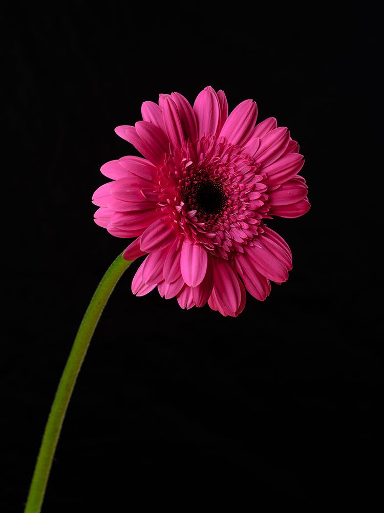 Beautiful Flower art print by Engin Akyurt for $57.95 CAD