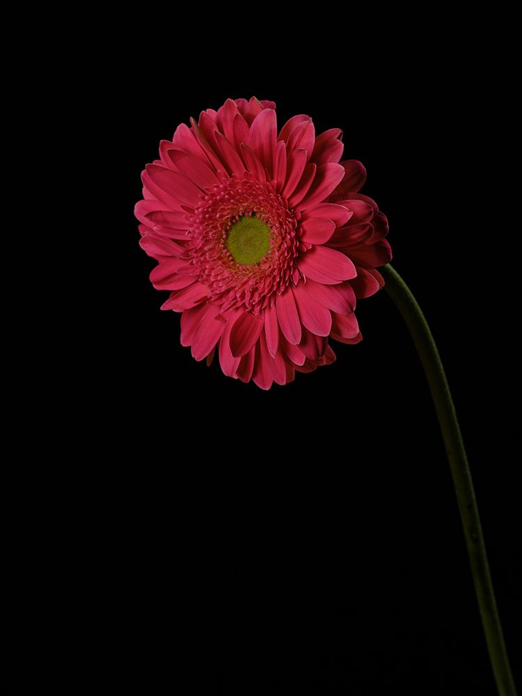 Beautiful Flower art print by Engin Akyurt for $57.95 CAD