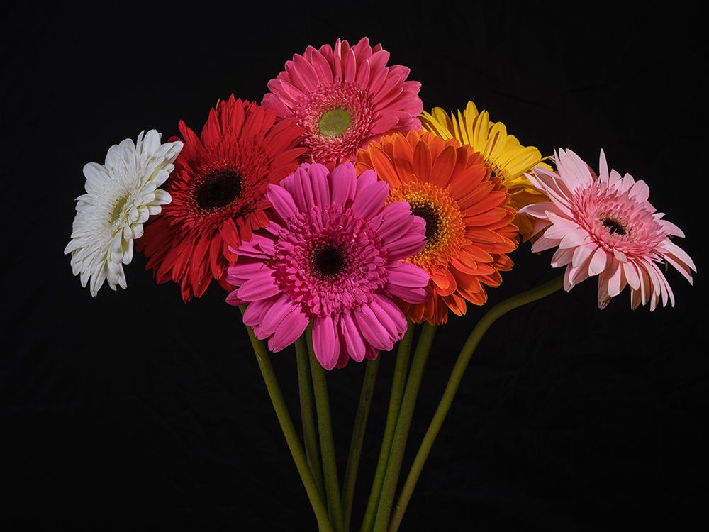 Multicolored Gerbera Flowers art print by Engin Akyurt for $57.95 CAD