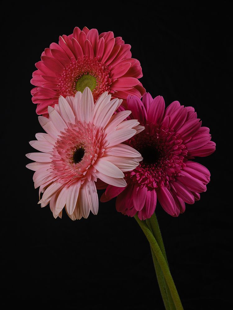 Multicolored Gerbera Flowers art print by Engin Akyurt for $57.95 CAD