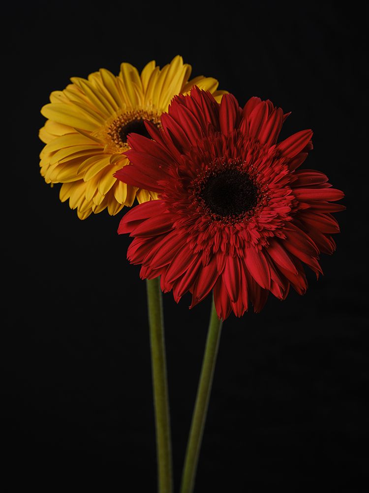 Multicolored Gerbera Flowers art print by Engin Akyurt for $57.95 CAD