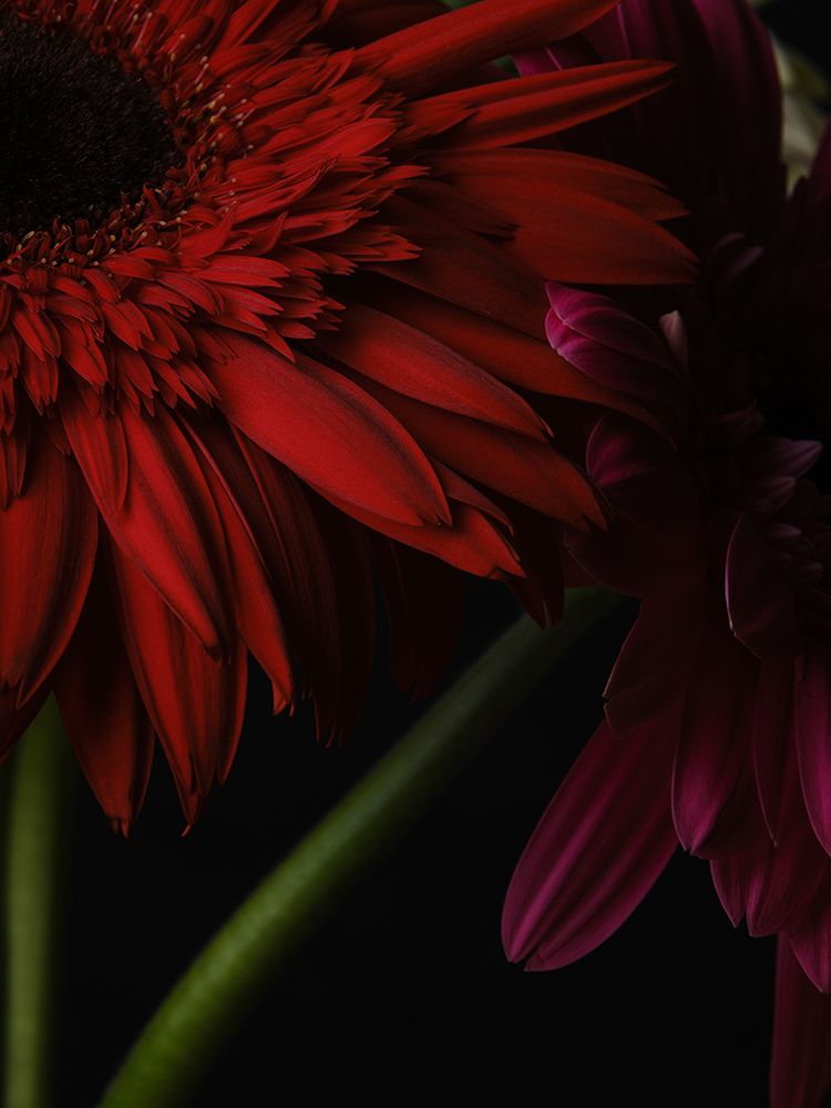 Beautiful Flowers art print by Engin Akyurt for $57.95 CAD