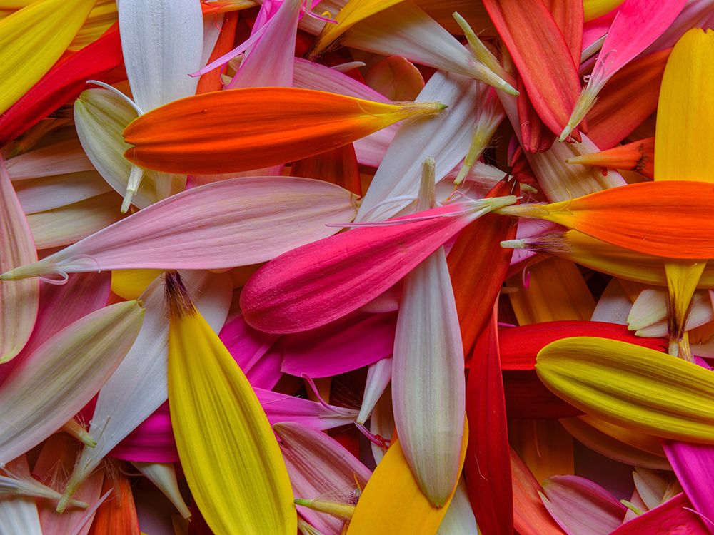 Colorful Flower Petals art print by Engin Akyurt for $57.95 CAD