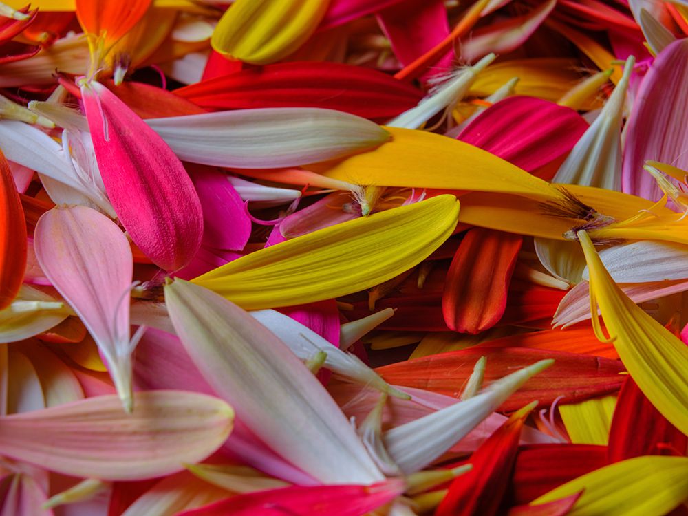 Colorful Flower Petals art print by Engin Akyurt for $57.95 CAD