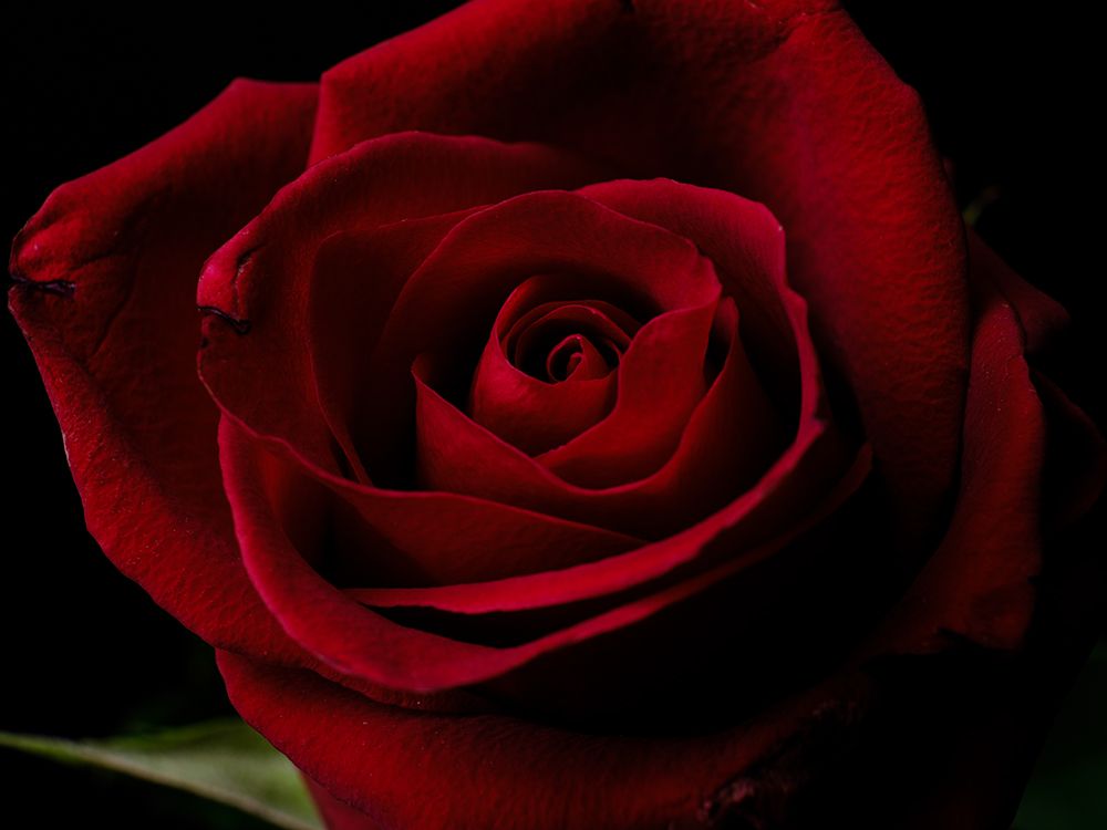 Macro Shot Of A Beautiful Red Rose art print by Engin Akyurt for $57.95 CAD