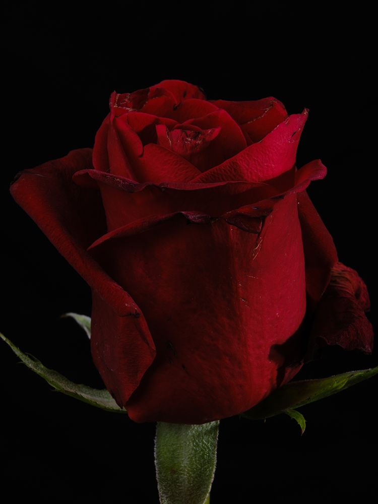 A Beautiful Red Rose art print by Engin Akyurt for $57.95 CAD