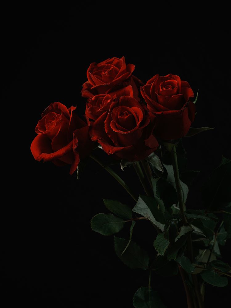 Red Roses Isolated On Black Background art print by Engin Akyurt for $57.95 CAD