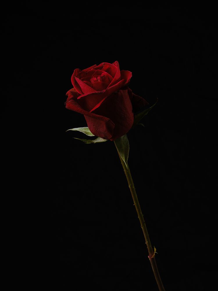 Red Rose Isolated On Black Background art print by Engin Akyurt for $57.95 CAD