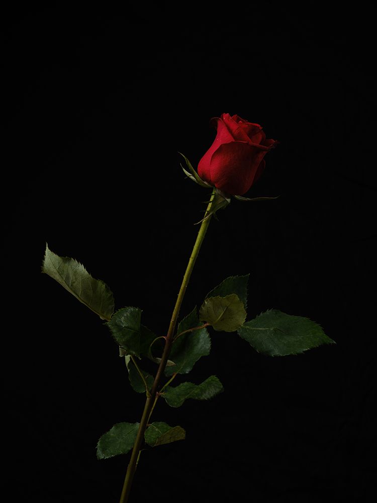 Red Rose Isolated On Black Background art print by Engin Akyurt for $57.95 CAD