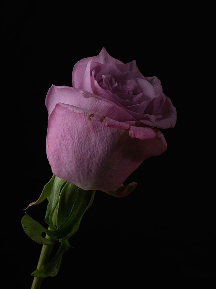 Pink Rose art print by Engin Akyurt for $57.95 CAD