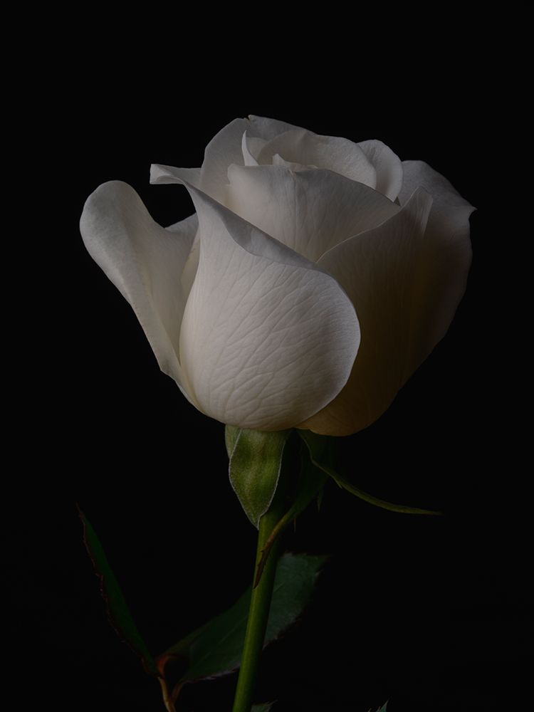 White Rose art print by Engin Akyurt for $57.95 CAD