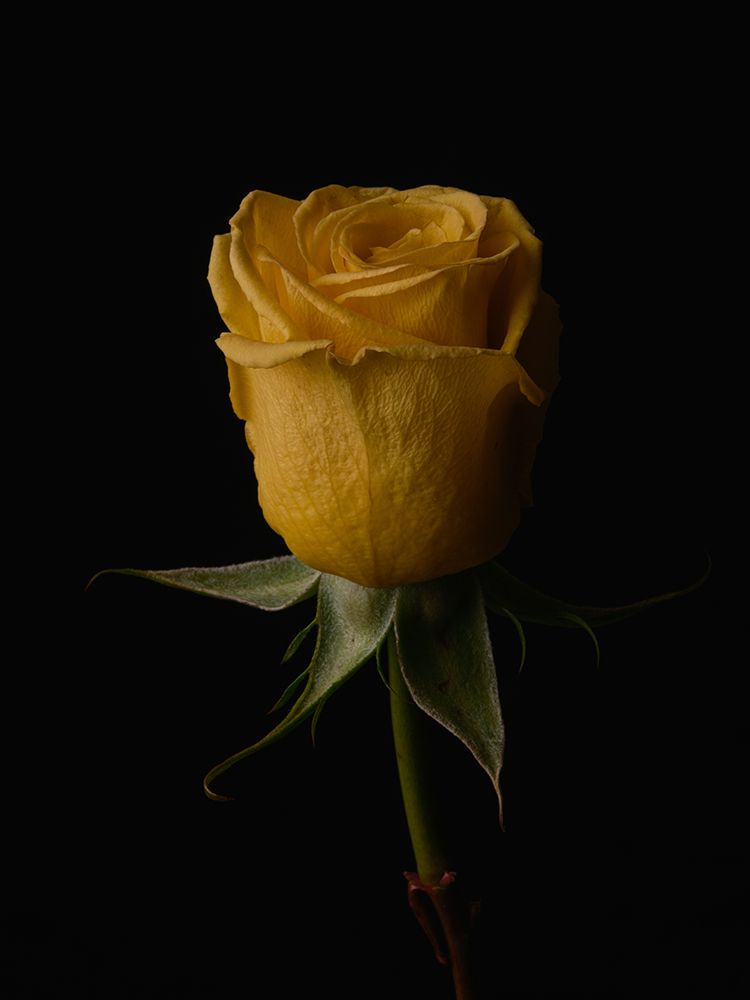 Yellow Rose art print by Engin Akyurt for $57.95 CAD