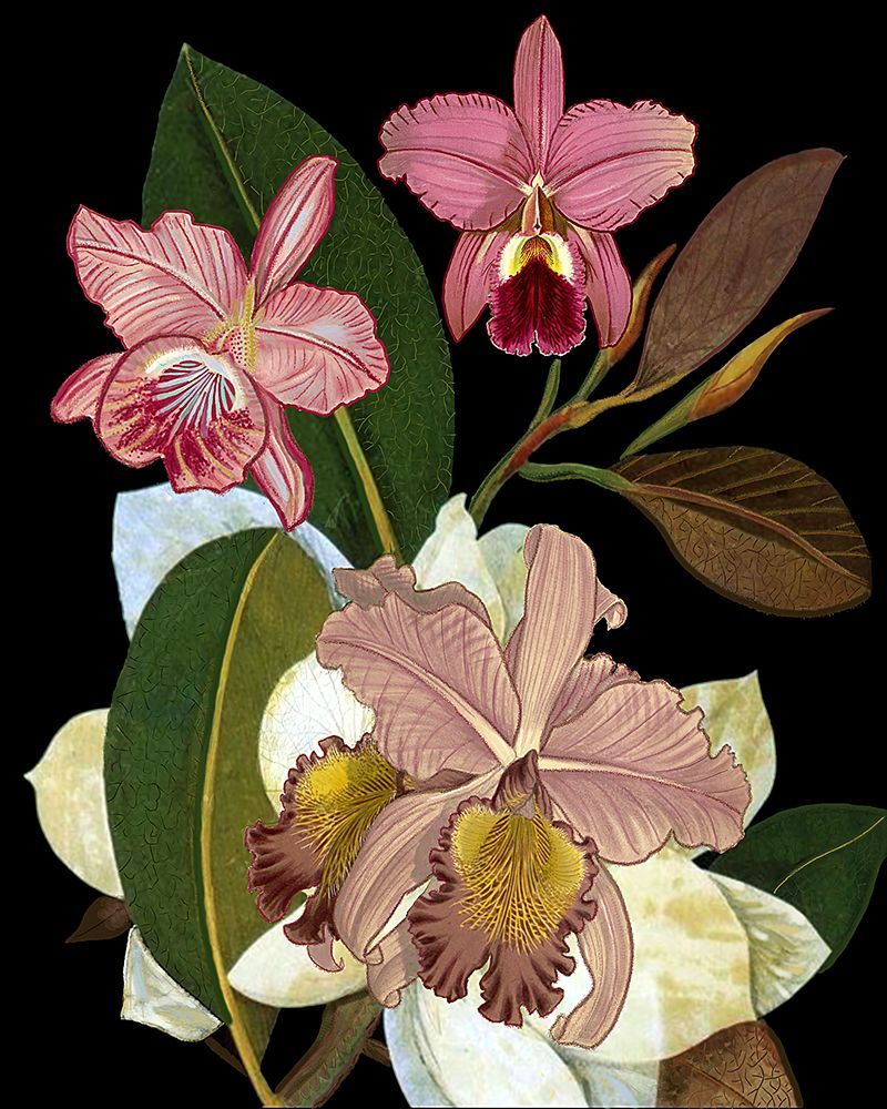 Orchids for Phyllis Botanical Art Print.png art print by Giovanna Nicolo for $57.95 CAD