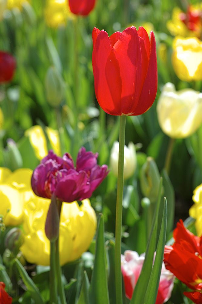 Colorful Tulips art print by Engin Akyurt for $57.95 CAD