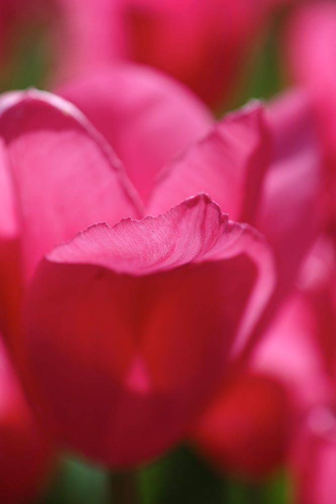 Pink Tulip art print by Engin Akyurt for $57.95 CAD