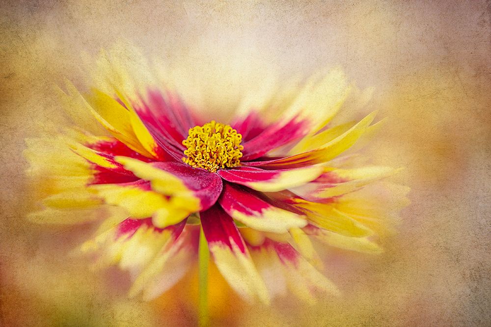 Coreopsis art print by Jacky Parker for $57.95 CAD