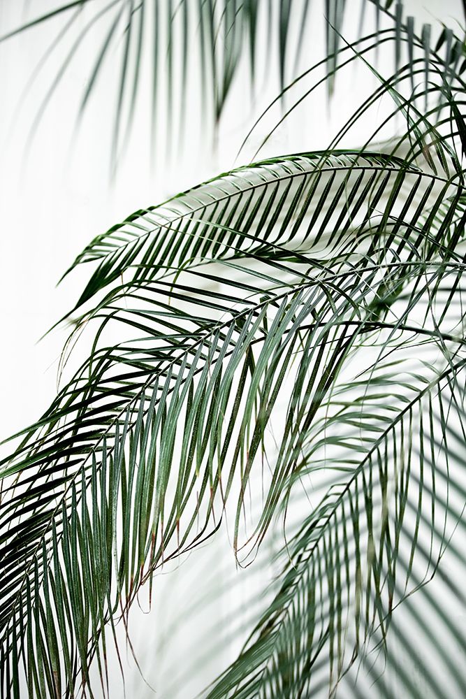 Palm Leaves 21 art print by Mareike Bohmer for $57.95 CAD