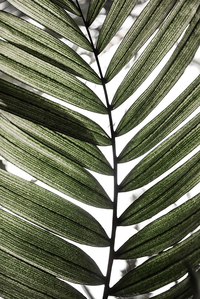 Palm Leaves 24 art print by Mareike Bohmer for $57.95 CAD