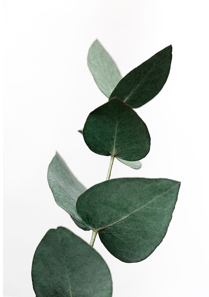 Eucalyptus 4 A1 art print by Mareike Bohmer for $57.95 CAD