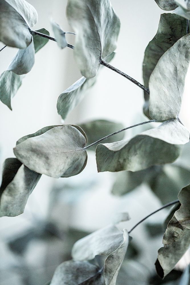 Eucalyptus 8 art print by Mareike Bohmer for $57.95 CAD