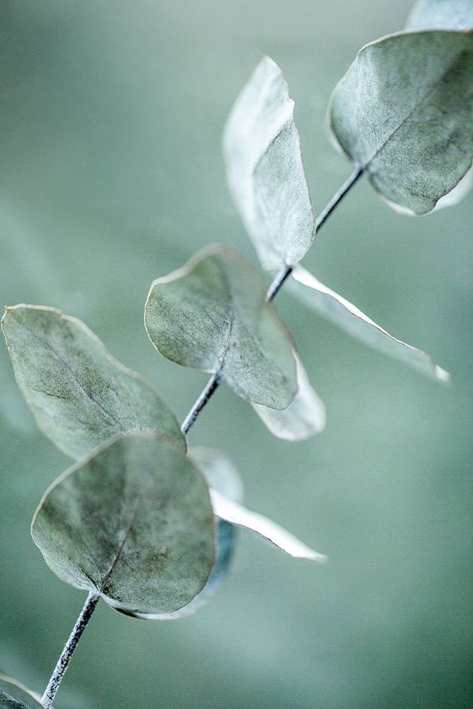 Eucalyptus 9 art print by Mareike Bohmer for $57.95 CAD