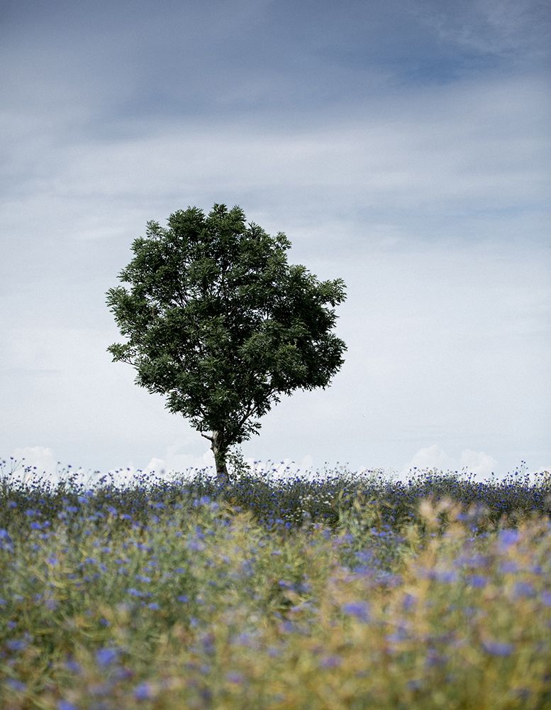 Summer Meadow art print by Mareike Bohmer for $57.95 CAD