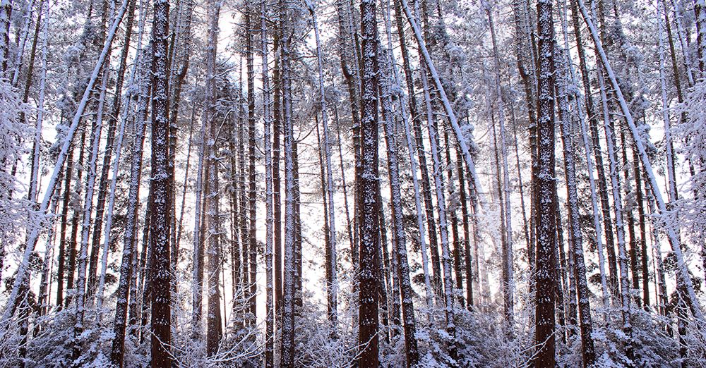 Panoramic Winter Pine Trees art print by Alyson Fennell for $57.95 CAD