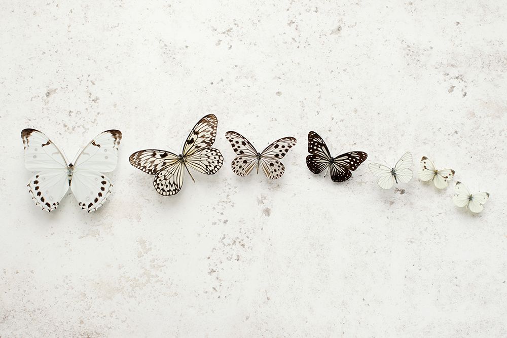 Dancing Speckled Butterflies art print by Alyson Fennell for $57.95 CAD