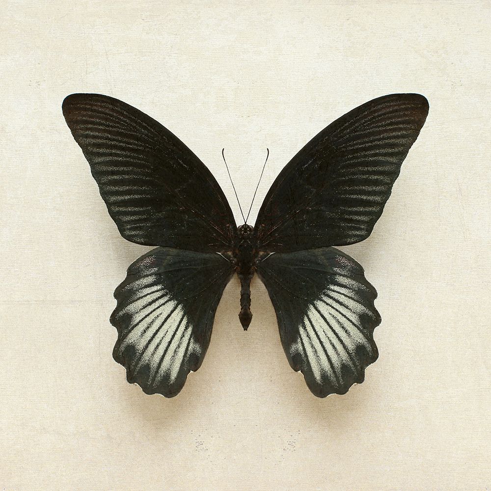 Black Mormon Butterfly Square art print by Alyson Fennell for $57.95 CAD