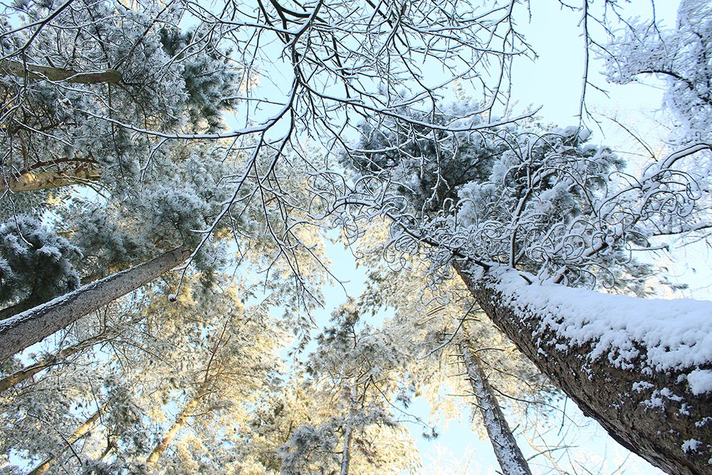Tall Pine Trees, Snow, Golden Glow Ii art print by Alyson Fennell for $57.95 CAD