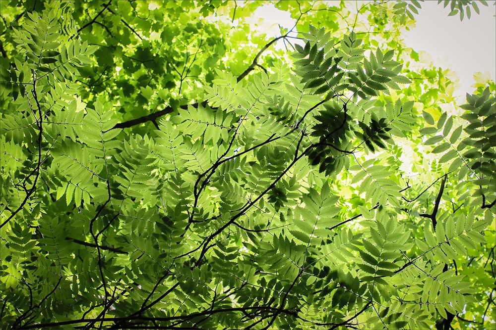 Rowan Tree Canopy art print by Alyson Fennell for $57.95 CAD