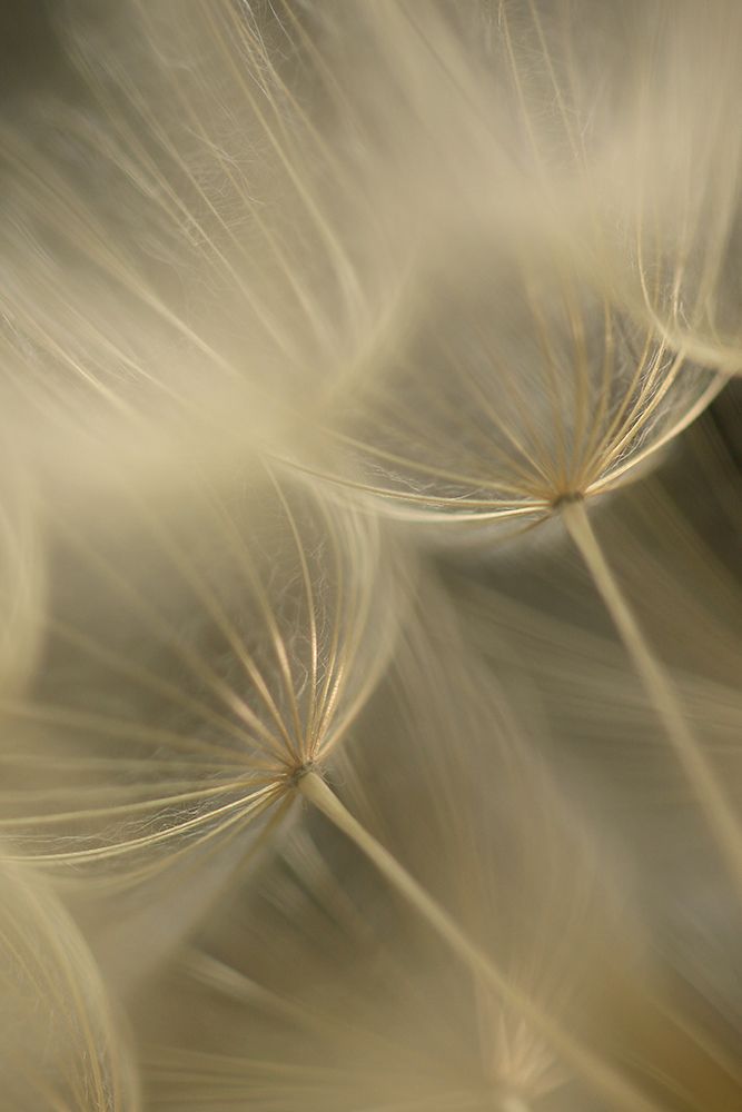 Salsify Seed Head Closeup art print by Alyson Fennell for $57.95 CAD